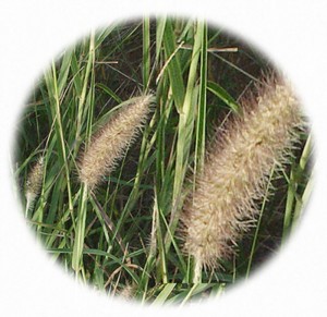 buffelgrass
