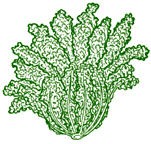 endive