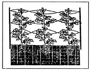 figure IV-6 shows strings woven through the tomato plants as a trellis