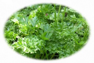 Herbs and Spices Growing Guide