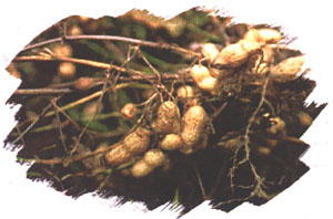 peanutnut