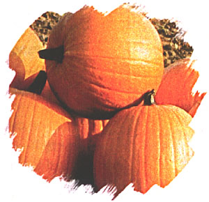 pumpkin