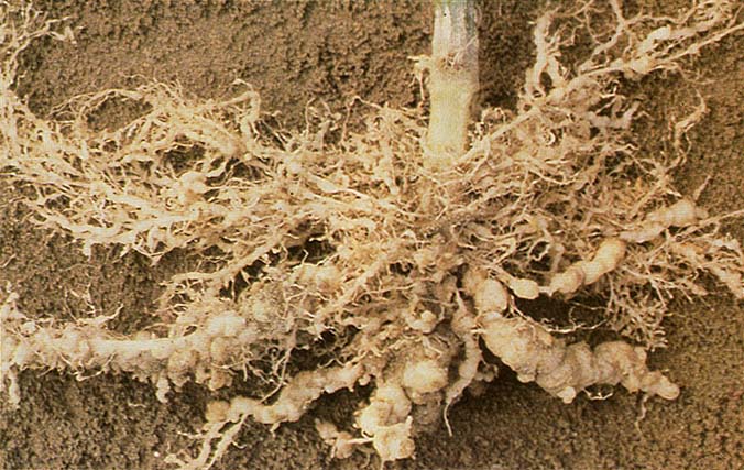 Root Knot Disease