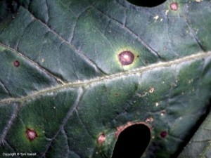Cercospora Leaf Spots have a dark brown center and a yellow halo