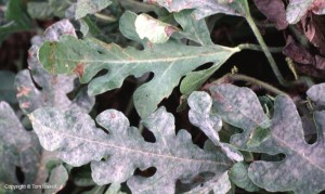 Powdery Mildew's first symptom is a white to gray dusty material on the upper leaf surface