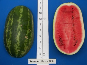 06Abbott & Cobb Summer Flavor 800