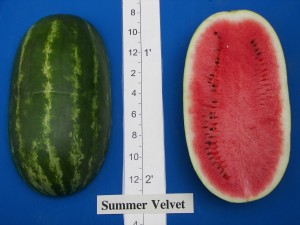 06Abbott & Cobb Summer Velvet