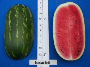 06Rogers-Syngenta Escarlett