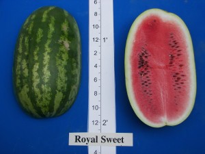 06Seminis Seed Royal Sweet