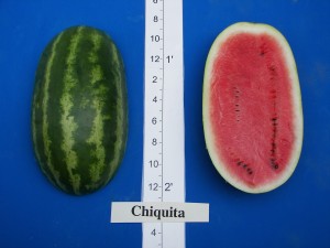 06Willhite Seed Chiquita