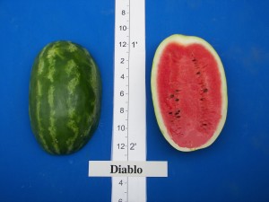 06Willhite Seed Diablo