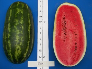 06Willhite Seed Ole