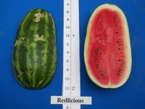 06Willhite Seed Redlicious
