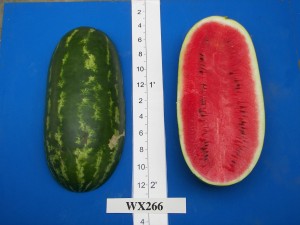 06Willhite Seed WX 266