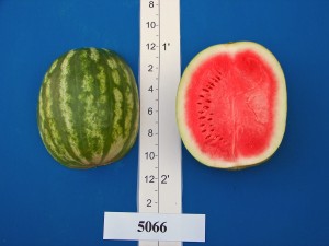 5066