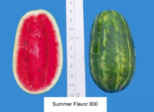 Summer Flavor 800