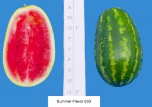 Summer Flavor 830