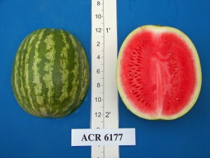 ACR 6177