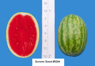Summer Sweet #5244 (Abbott & Cobb)
