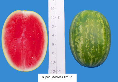 Super Seedless #7167 (Abbott & Cobb)