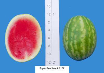 Super Seedless #7177 (Abbott & Cobb)