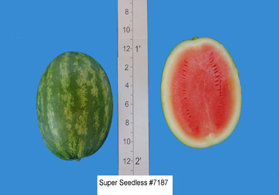 A&CSuperSeedless7187