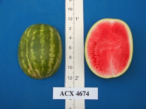 ACX 4674