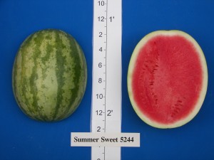 Abbott & Cobb Summer Sweet 5244