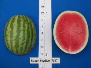 Abbott & Cobb Super Seedless 7167