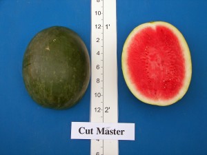 Cut Master