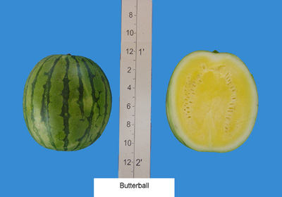 D. Palmer Butterball