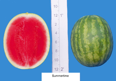 Summertime (D. Palmer Seed)