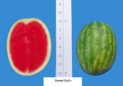 Sweet Eat'n (D. Palmer Seed)
