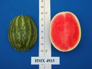 HMX 4915