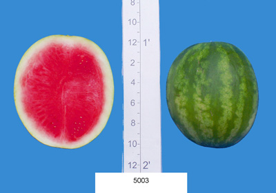 5003 (Hazera Seeds)