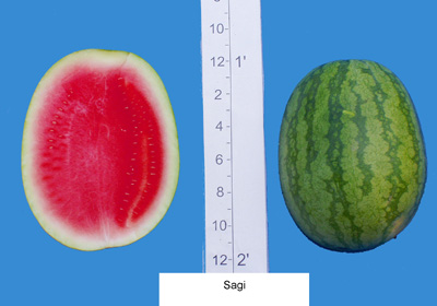 Sagi (Hazera Seeds)
