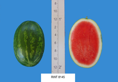 Rogers RWT 8145