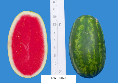 RWT 8160 (Rogers/ Syngenta)