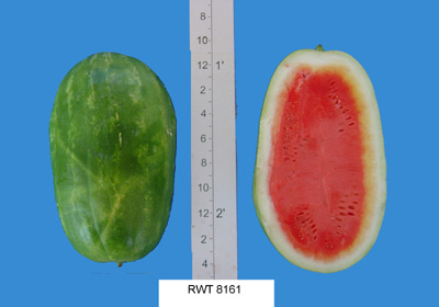 Rogers RWT 8161