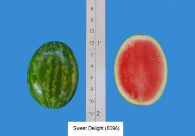 Rogers Sweet Delight (8096)