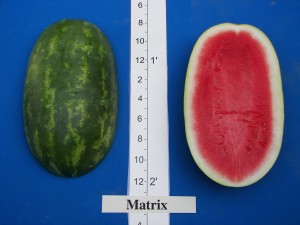 Rogers-Syngenta Matrix
