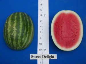 Rogers-Syngenta Sweet Delight