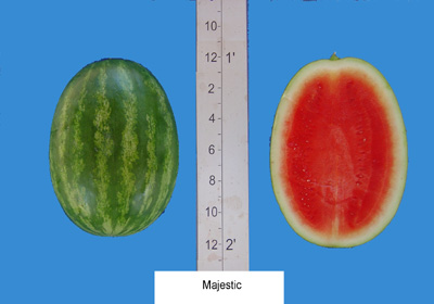 Seminis Majestic