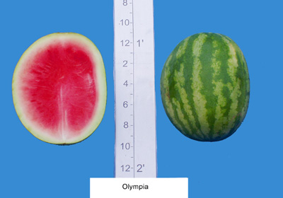 Olympia (Petoseed/ Seminis)