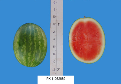 Seminis PX 11052889