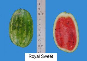 Seminis Royal Sweet
