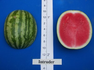 Southwestern Vegetable Intruder