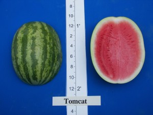 Southwestern Vegetable Tomcat