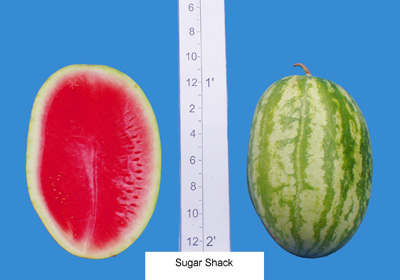 Sugar Shack (Sugar Creek Seeds)