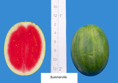 Summerville (Sugar Creek Seeds)